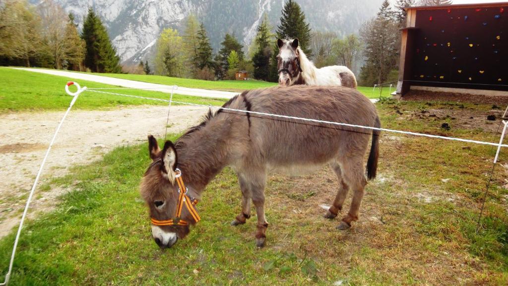 Gindl Und Gaestehaus Gindl Tauplitz
